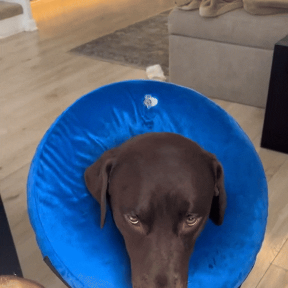 Inflatable Collar For Dogs & Cats Inflatable, Comfortable